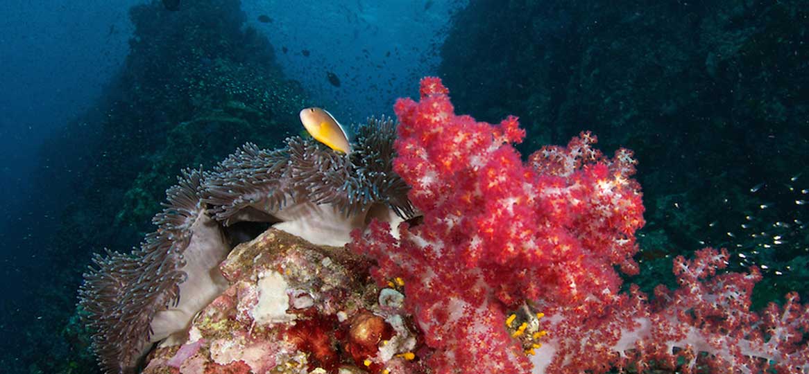 During our diving/snorkeling day trips we visit the famous dive site Richelieu Rock near the Surin Islands.