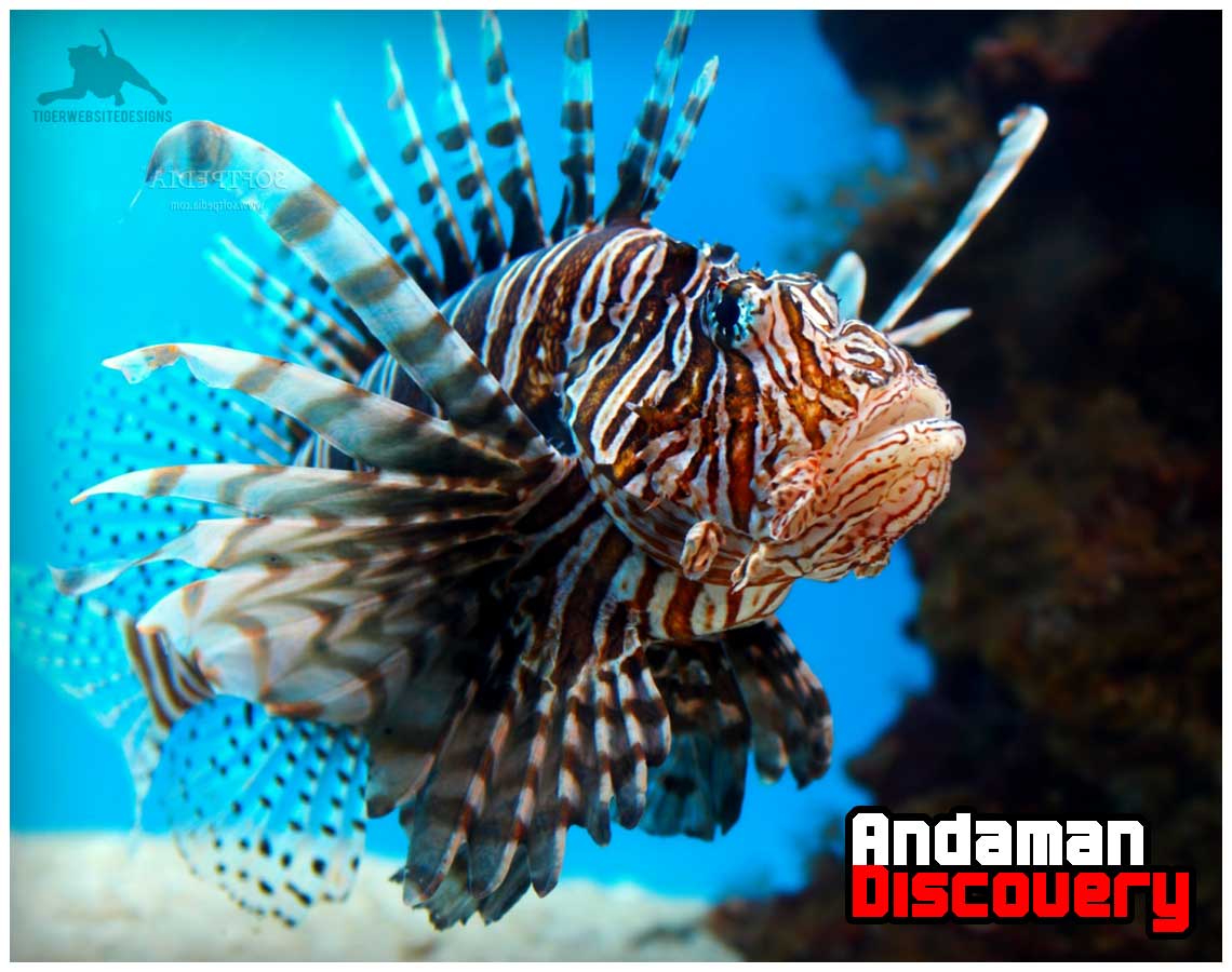 marinelife lionfish