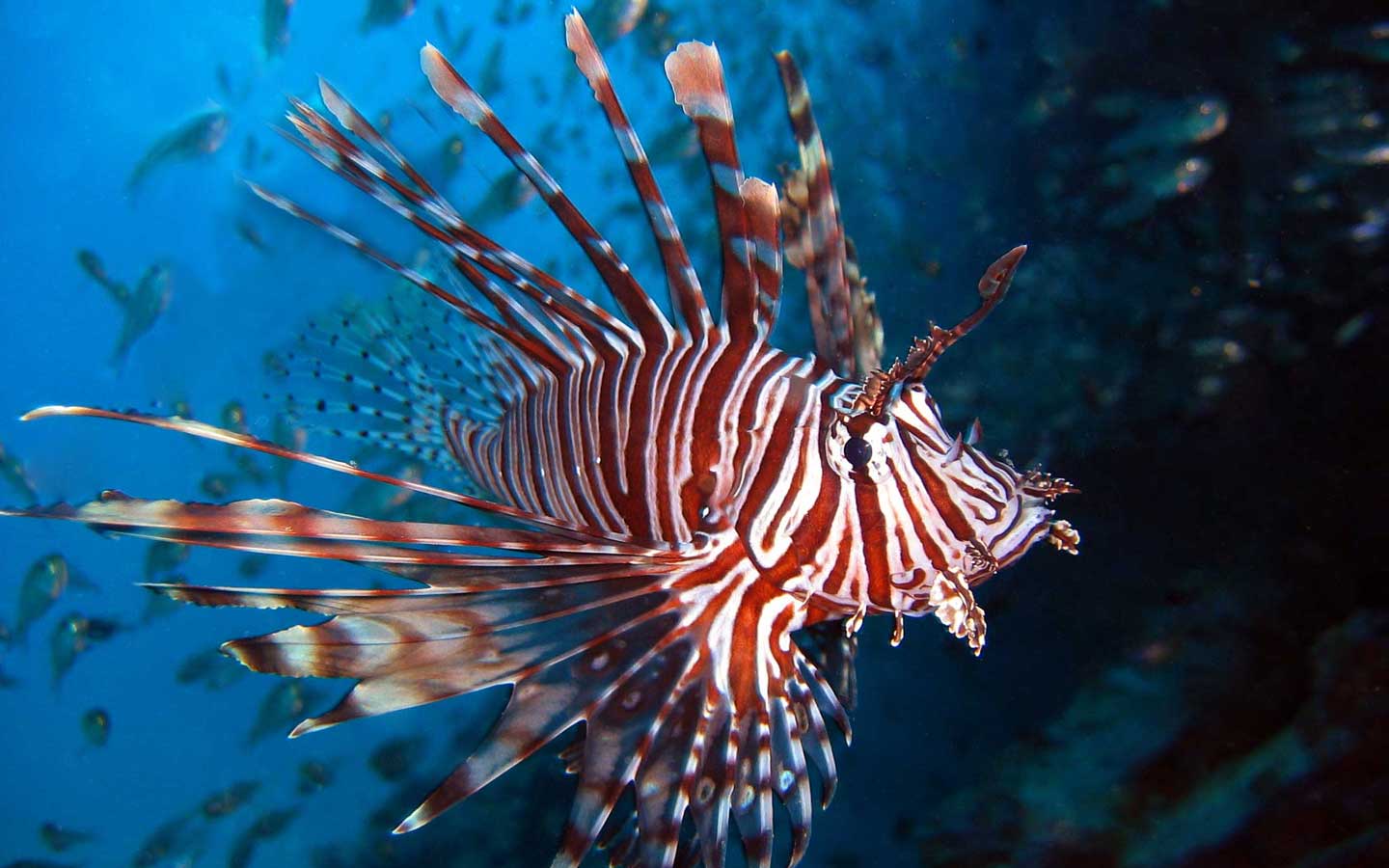 Lion fishes